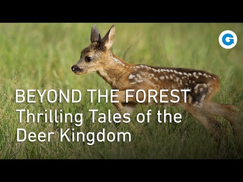 Deer Majesty: Exploring Nature's Grace | Wildlife Documentary