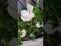 Delicate Winter Pansies | Soft Beauty When Everything Else Fades #gardening #flowers #aesthetic