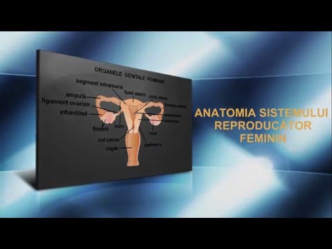 Video: Anatomia, Diagrama și Funcția Sistemului Reproducător Feminin - Healthline