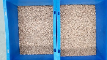 Fowler Westrup- Wheat Processing using Fowler Color Sorter.