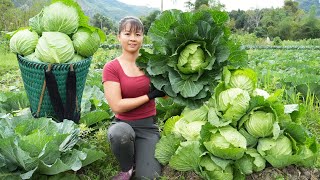 Harvesting Cabbage Goes To Market Sell  Cook cabbage rolls with meat | Phương Free Bushcraft