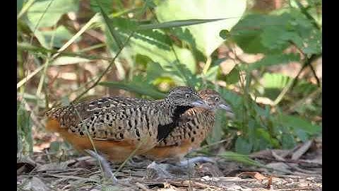 File Mp3 cút chuẩn mới nhất, bẫy là chạy   không tạp âm