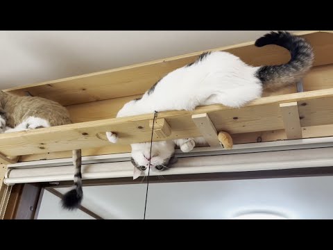 久々にキャットタワーでハッスルしたら落ちそうで危なっかしい猫