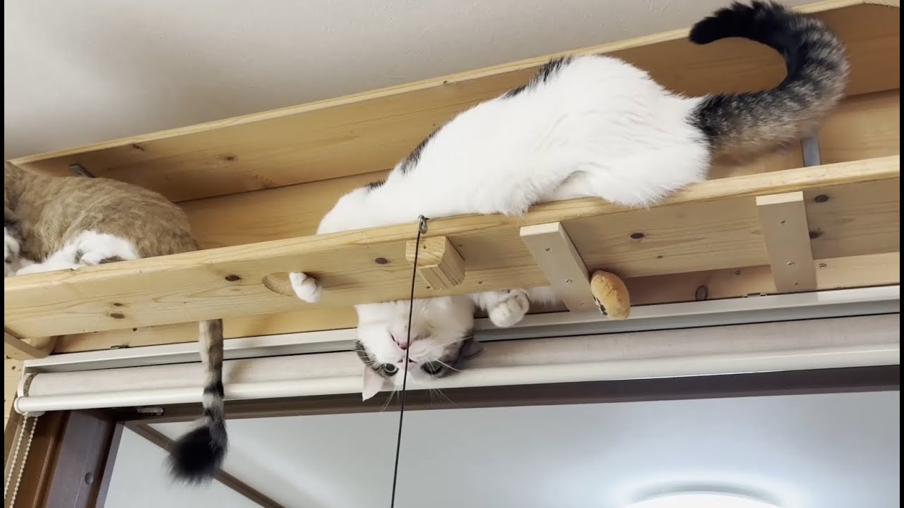 出しすぎちゃった猫 It's getting cold, so the milk tea cat sits on my lap - YouTube