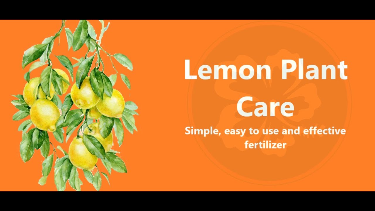 Lemon plant care YouTube