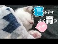 【保護子猫】大胆な寝相でくつろぐ子猫の姿がこちら│どこでも爆睡するほど眠たいお年頃