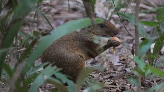 Central American Agouti (Dasyprocta punctuate), Barba Azul Nature Reserve, Beni, Bolivia