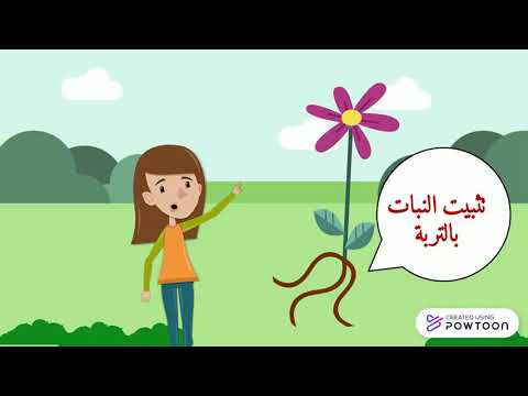 الجذر ووظائفه