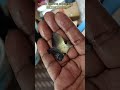 Cuddalore scopes & convict tang send #fishkeepinghobby #fishkeeping #fishaquarium