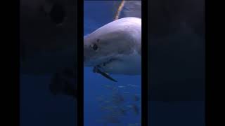Great White Shark taking the bait at Guadalupe Island
