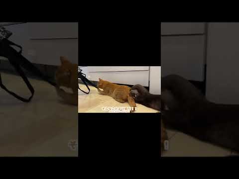 猫のお尻に入ろうとするカワウソ otter trying to get into a cat's buttocks #shorts