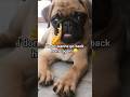 I miss you friends 😔❤️ #pug #cuteanimal #dog #puppy #cute #friends #pets #shorts #trending #share