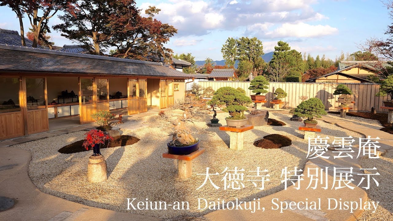 慶雲庵 大徳寺 特別展示 2020 [盆栽史に残る展示会]