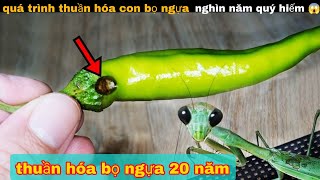 Quá Trình Thuần Hóa Bọ Ngựa 20 Năm Tuổi Cực Ảo Ma || review giải trí đời sống