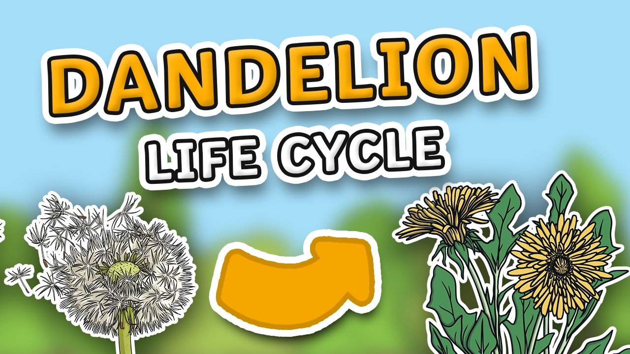 The Life Cycle of a Dandelion | Dandelion Life Cycle | All About ...
