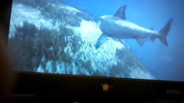 GTA 5 playing as a SHARK!