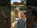 飼い主にバレてないと思ってる犬が可愛すぎた