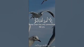 سورة الأنعام| رعد الكردي | حالات واتس| قرآن #راحة_نفسية