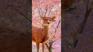 Nature's Symphony:  Exploring the Untouched Beauty of Japan's Natural Landscapes