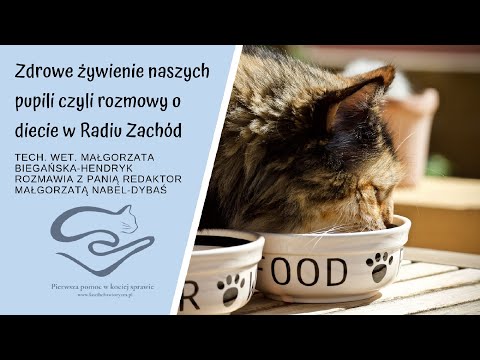 Wideo: Nagromadzenie Kwasu Mlekowego U Kotów