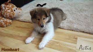 Collie rough puppy dog MOONHEART