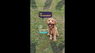 🐕 Hi I'm Ramsay! training with #romeoroyvon by Royvon Dog Training and Hotels 29 views 4 months ago 2 minutes, 8 seconds