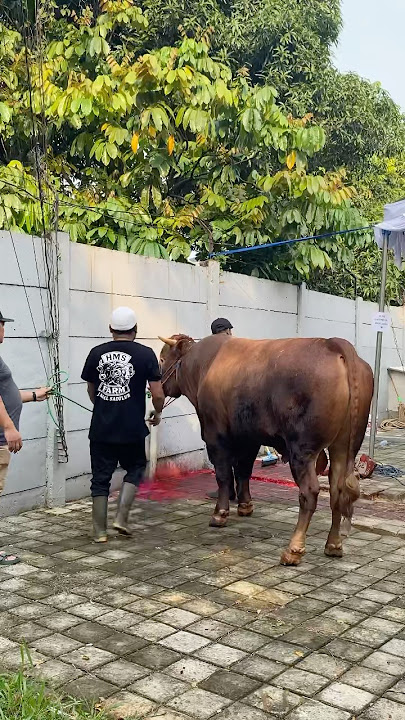 Beginilah detik2 sapi LIMOSIN 🐄 terbesar di potong - idul adha 1446h #iduladha2025 #sapilimosin