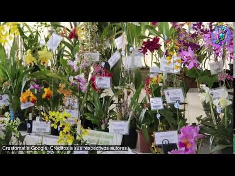 Tráfico Ilegal de Orquídeas | Hospital de Plantas