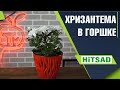 Хризантема в домашних условиях 🌸 Обрезка 🌸 Подкормка  🌸Вредители