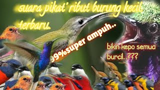 suara pikat burcil hutan terbaru@jahid channel