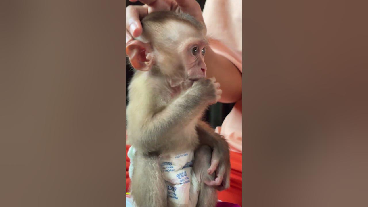 #baby monkey #baby monkeys #baby monkey Attacked #baby monkey crying #