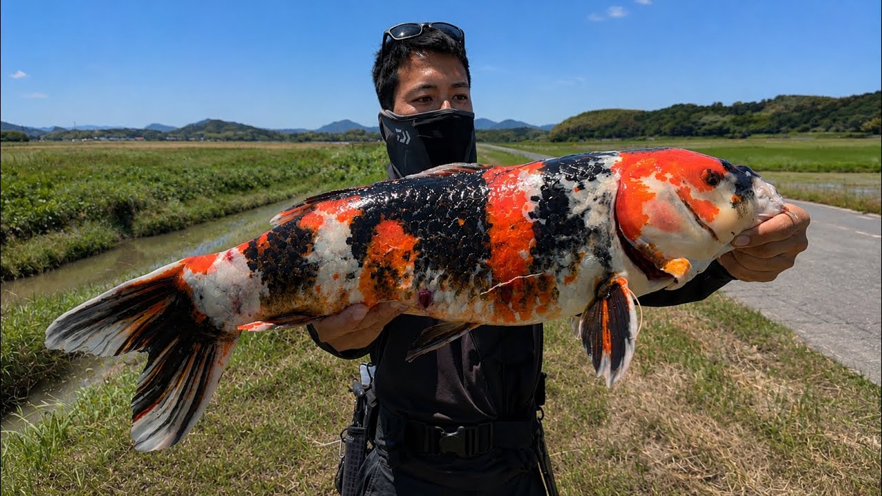 Looking for Catfish but Caught a Koi Instead!? [Journey to Conquer