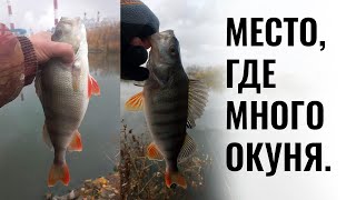 Место где много окуня. Окунь на спиннинг, приманки на окуня,  ультралайт рыбалка в Казани.