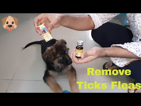 remove-ticks,-fleas-&-moths-from-your-puppies-as-well-as-from-your-house