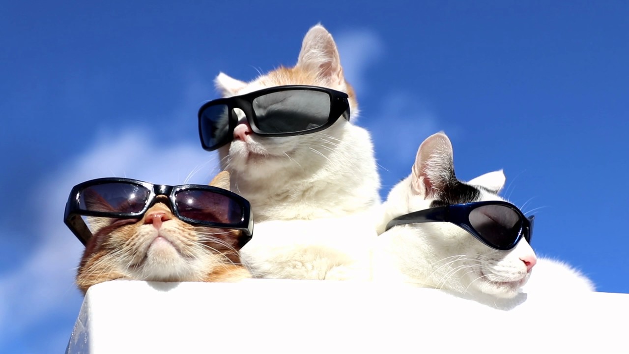 のせ猫 X サングラスを掛けた3匹の猫 Sunglasses Cat Youtube