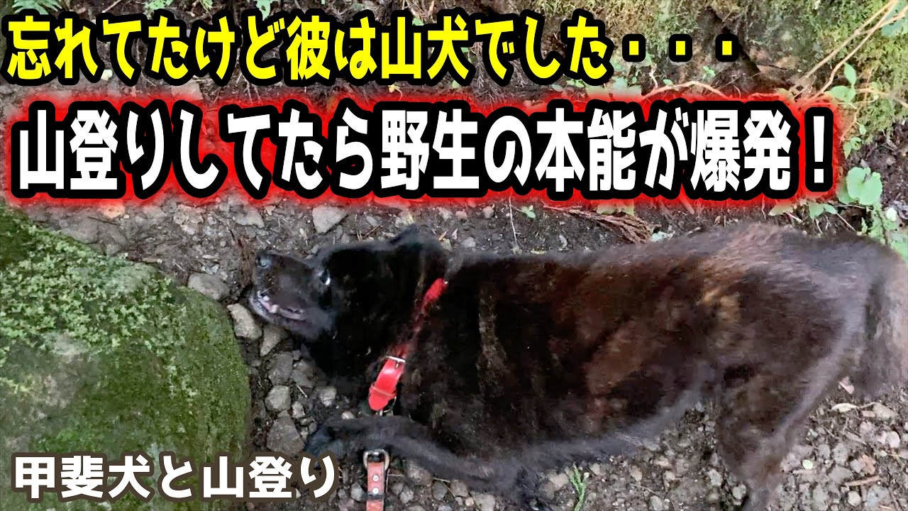 甲斐犬一休と山登り 野生の本能が止まらない 筑波山３ Youtube