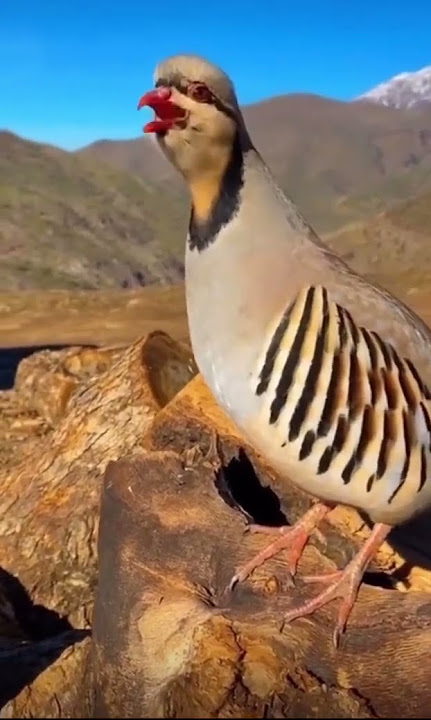 Kaw - Kınalı keklik sesi muhteşem