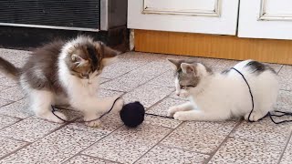Kittens vs Ball of Wool by MB vids 1,662 views 1 month ago 2 minutes, 49 seconds