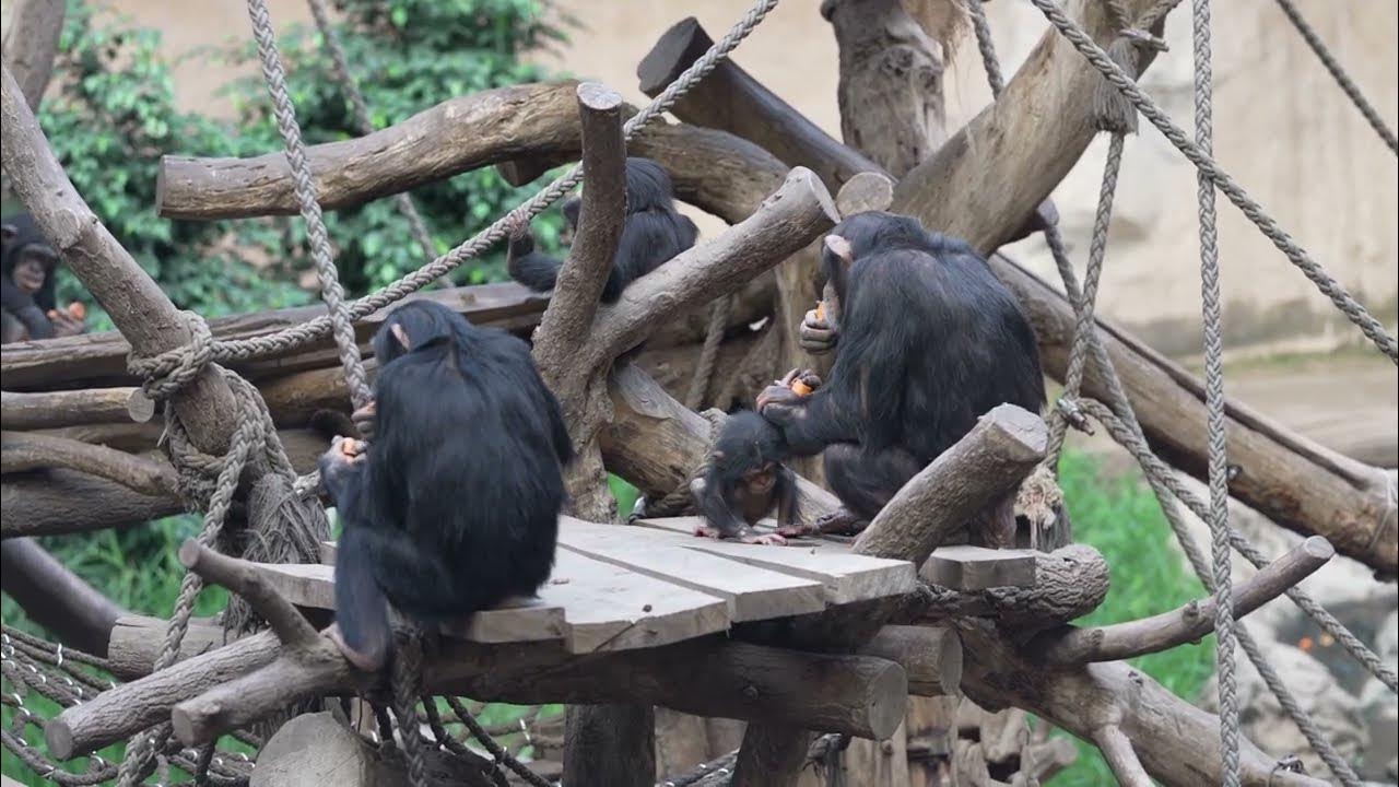 chimpanzee video 4k,zoo animals 4k,zoo baby animals,Pongoland Germany