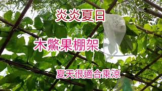 木鱉果提高產量方法藤蔓修剪趁休息日整理整理提高產量