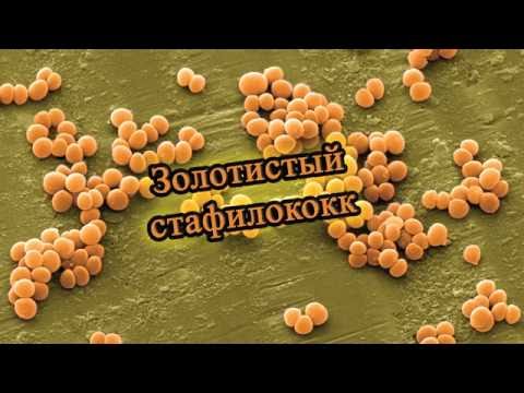 Золотистый стафилококк. Микробиолоия | Staphylococcus aureus