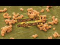 Золотистый стафилококк | Staphylococcus aureus
