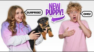 SURPRISING MY BOYFRIEND WITH A NEW PUPPY **Cute**🐶🎉| Piper Rockelle