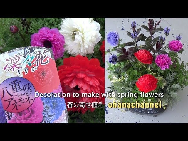 春の寄せ植え 八重咲きアネモネ 凛々花 編 Decoration To Make With Spring Flowers Youtube