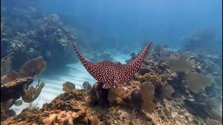 Moray Eels and Spotted Eagle Rays of Utila!