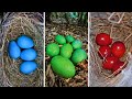 20 Top 20 Most Amazing Bird Eggs 🥚