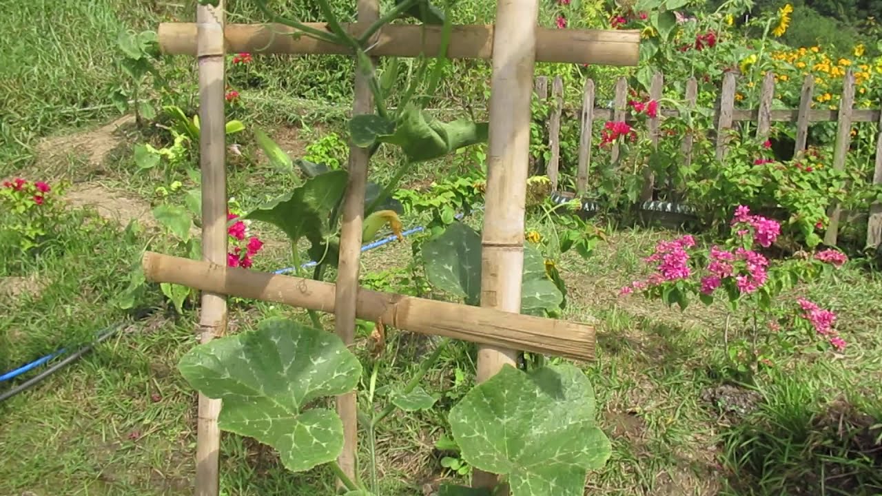 Farmville san fabian pangasinan YouTube