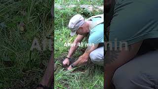 Collecting Groundwater Link to the whole Video in the description box #survival #bushcraft #camping