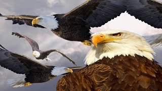 sounds of eagle bird