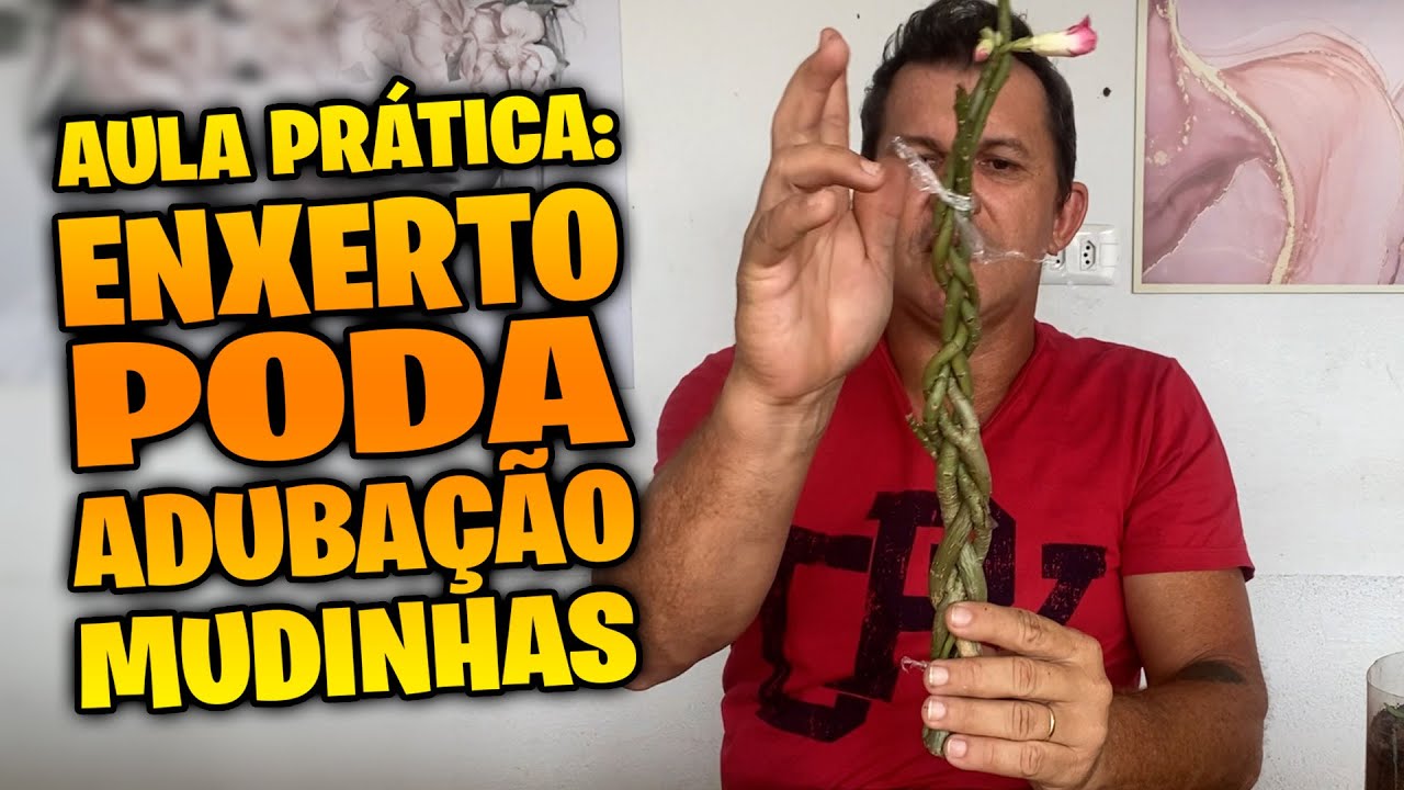 ✅[AULA PRÁTICA] sobre enxerto, estaca, poda e adubação de mudinhas de ROSAS DO DESERTO
